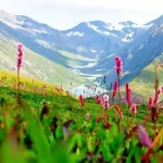 Valley of Flower | Phulo Ki Ghati